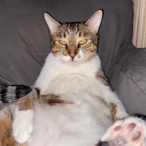 Meet your Posher, Maximus